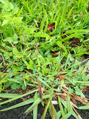 Desmodium