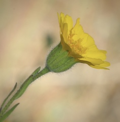 Layia septentrionalis