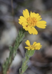 Layia septentrionalis
