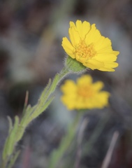 Layia septentrionalis