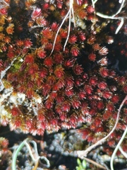 Imbribryum alpinum