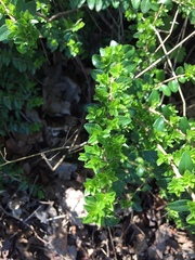 Lonicera ligustrina