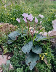 Cyclamen persicum