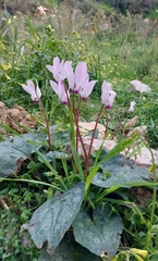 Cyclamen persicum