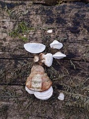 Truncospora wisconsinensis