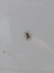 Menemerus bivittatus