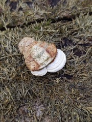 Truncospora wisconsinensis