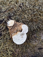 Truncospora wisconsinensis