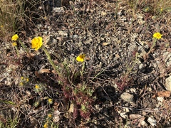 Layia septentrionalis