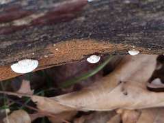 Truncospora wisconsinensis