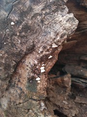 Truncospora wisconsinensis