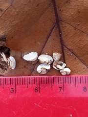 Truncospora wisconsinensis