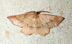 Euchlaena marginaria