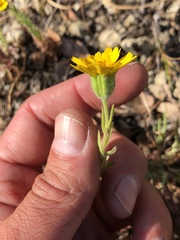 Layia septentrionalis