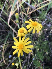 Senecio californicus