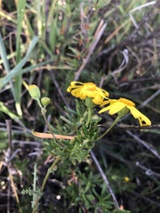 Senecio californicus
