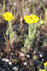 Layia septentrionalis