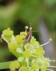 Attalus limbatus