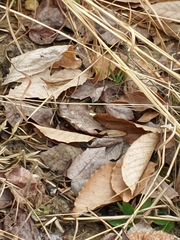 Leptysma marginicollis