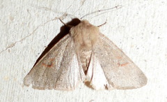 Orthosia annulimacula