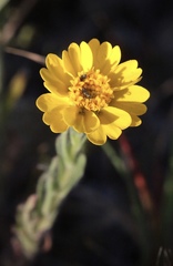 Layia septentrionalis