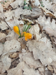 Crocus flavus