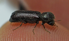 Prostephanus punctatus