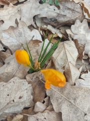 Crocus flavus
