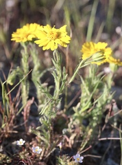 Layia septentrionalis