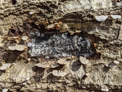 Biscogniauxia atropunctata