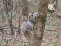 Sciurus carolinensis