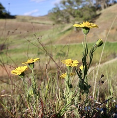 Layia septentrionalis