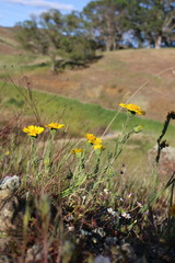 Layia septentrionalis