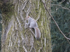 Sciurus carolinensis