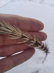 Leymus racemosus