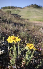 Layia septentrionalis