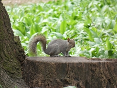 Sciurus carolinensis