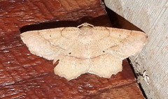 Euchlaena marginaria