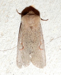 Orthosia annulimacula