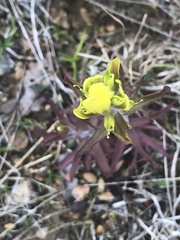 Castilleja kraliana