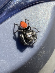 Phidippus insignarius