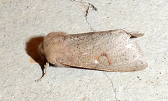 Orthosia annulimacula