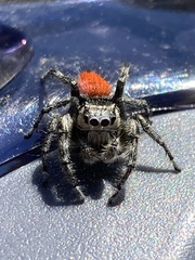 Phidippus insignarius