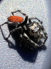 Phidippus insignarius