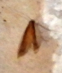 Tampa dimediatella