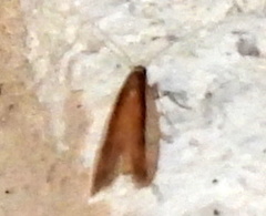Tampa dimediatella