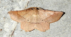 Euchlaena marginaria