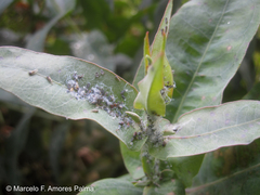 Ctenarytaina eucalypti