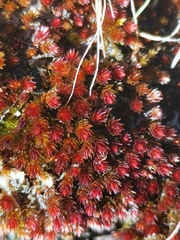 Imbribryum alpinum
