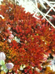 Imbribryum alpinum
